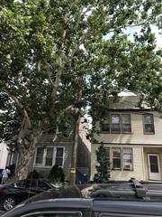 Platanus occidentalis