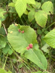 Phylloxera williamsi