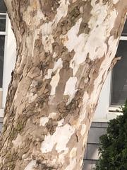 Platanus occidentalis