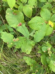 Phylloxera williamsi