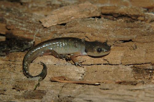 Spotted Salamander, photo 5 of 8