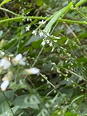 Circaea lutetiana