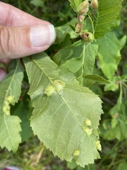 Phylloxera williamsi