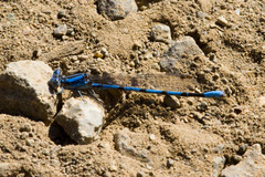 Argia agrioides