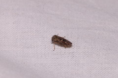 Idiocerus herrichii