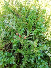 Euura collactanea