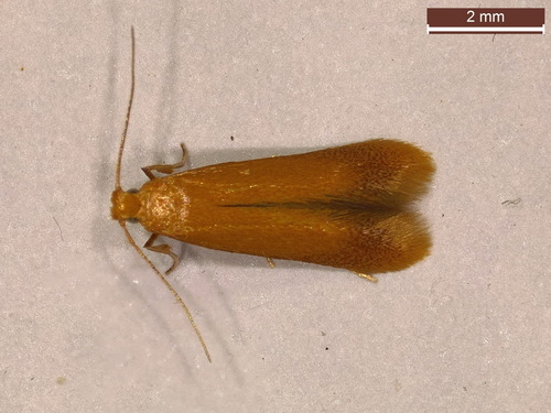 Baltadėmis Šeriuotaūsis nuotrauka