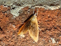 Glaphyria fulminalis