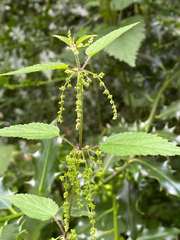 Urtica dioica