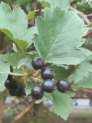 Crataegus nigra