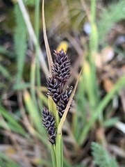 Carex atrosquama