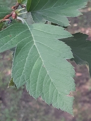 Crataegus nigra