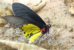 Troides helena