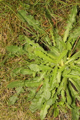 Hypochaeris radicata