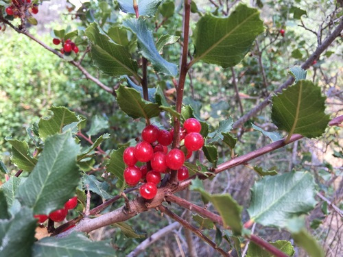 iNaturalist observation photo of hollyleaf redberry