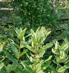 Danaus plexippus