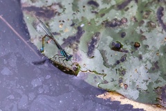 Ischnura elegans