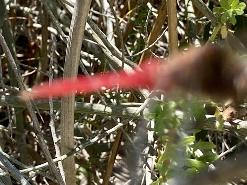 iNaturalist observation photo of Red-tailed Pennant