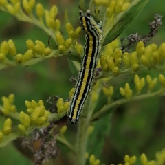 Cucullia kurilullia