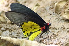 Troides helena