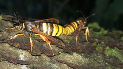 Sesia bembeciformis