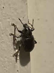 Otiorhynchus meridionalis