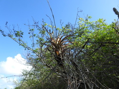 Tillandsia flexuosa
