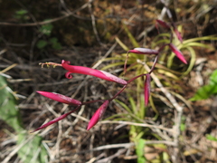 Tillandsia flexuosa