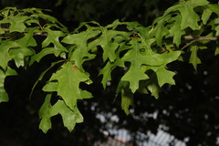Quercus palustris