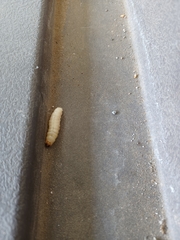 Eichlinia cucurbitae