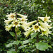 Giant Himalayan Lily - Photo (c) Kew on Flickr, some rights reserved (CC BY-NC-SA)