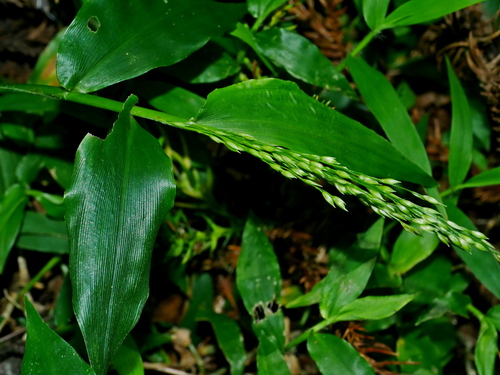 Image of Ichnanthus pallens by (c) Jacy Chen, some rights reserved (CC BY)