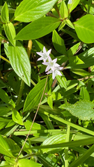 Richardia grandiflora