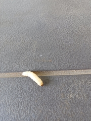 Eichlinia cucurbitae