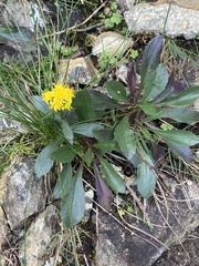 Solidago leiocarpa