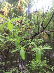 Rhododendron austrinum