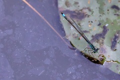 Ischnura elegans