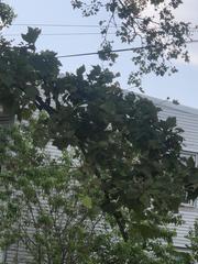 Platanus occidentalis