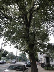Platanus occidentalis