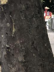 Platanus occidentalis