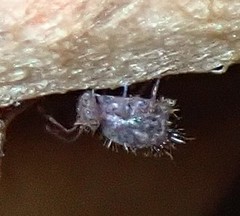 Ptenothrix marmorata