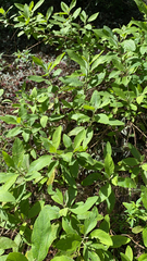 Pluchea carolinensis