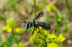 Andrena agilissima