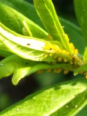 Aphis nerii