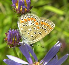 Polyommatus thersites