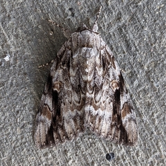 Catocala