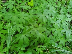 Anemonastrum canadense