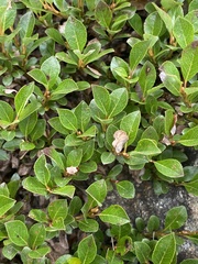 Salix uva-ursi