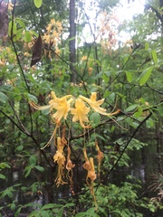 Rhododendron austrinum