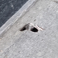 Catocala